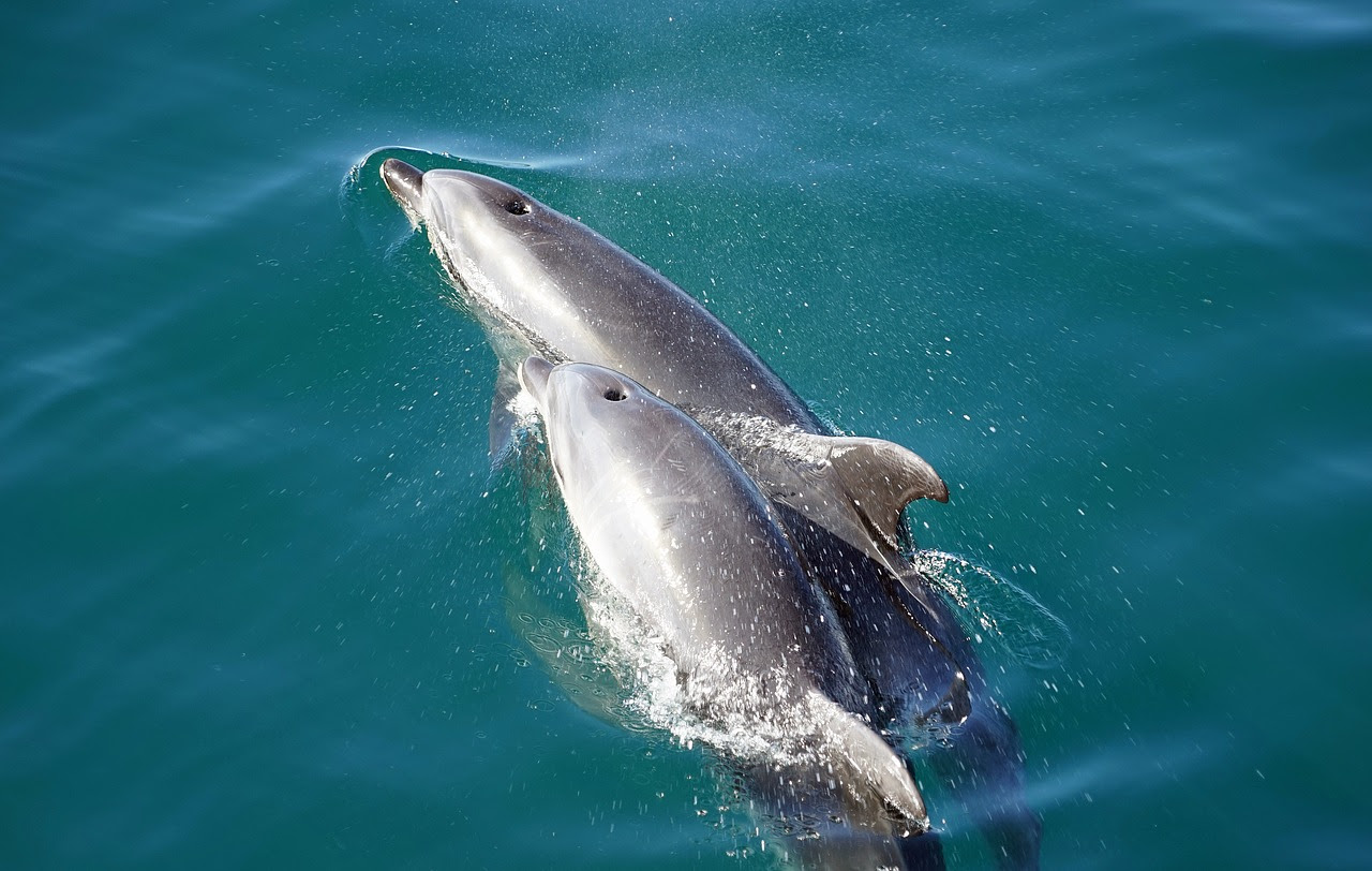 Explore the Alabama Gulf Coast Dolphin Cruise Harris Vacation Rentals