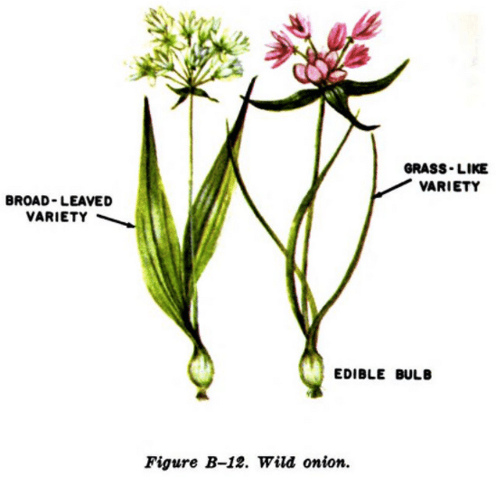 wild onion illustration edible plants