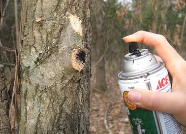 Spray a tree wound dressing on oak wounds.