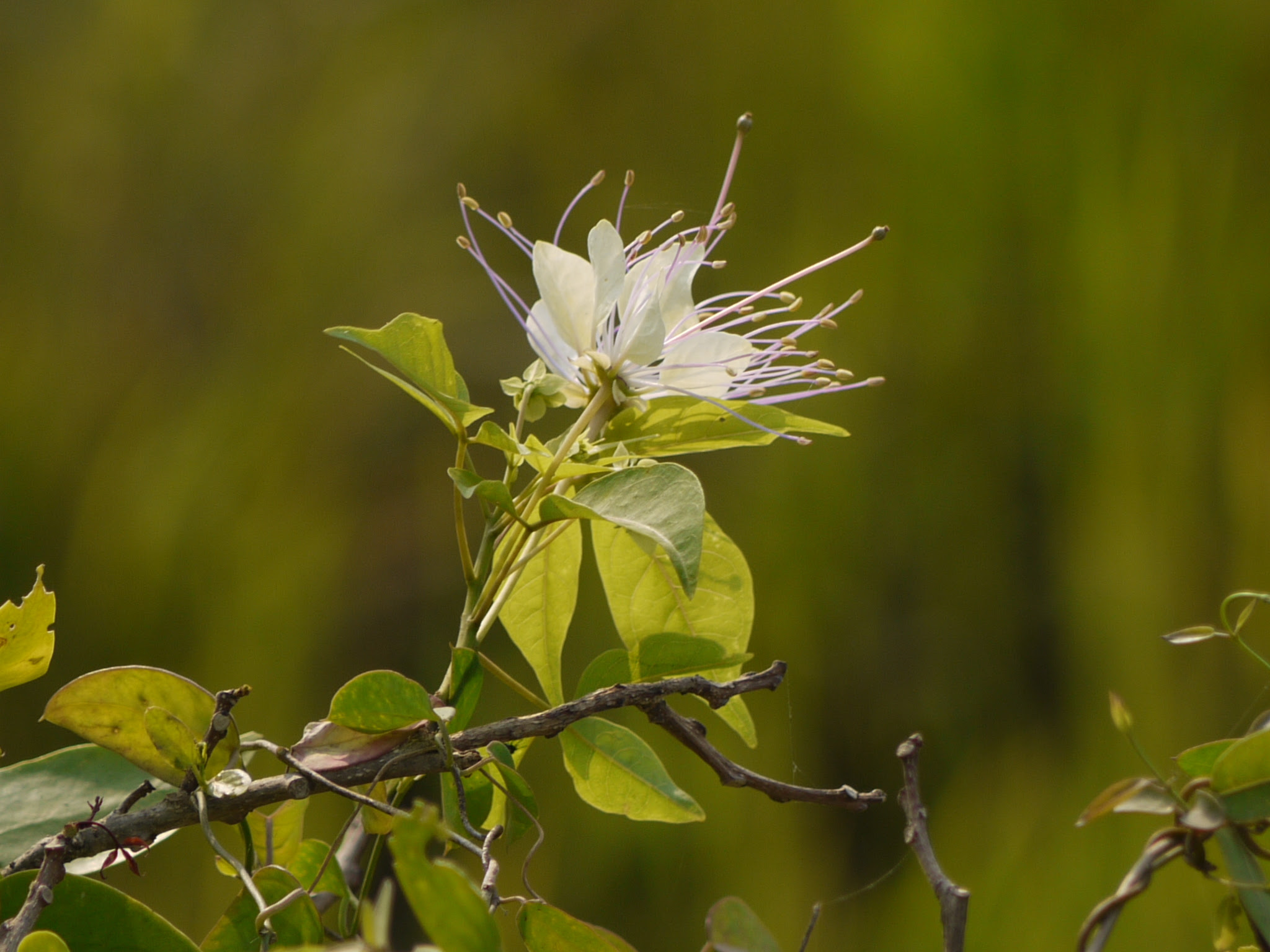 Crateva adansonii subsp. odora (Buch.-Ham.) Jacobs ... FOR VALIDATION