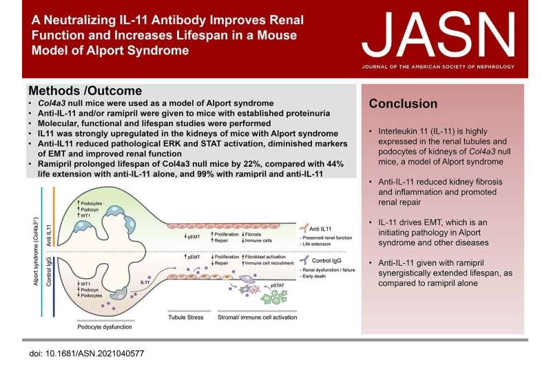 Turning off the damaging signals from a genetic syndrome that causes debilitating kidney disease