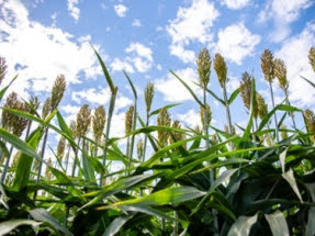 DOE Invests $35 Million to Reduce Carbon Footprint of Biofuel Production