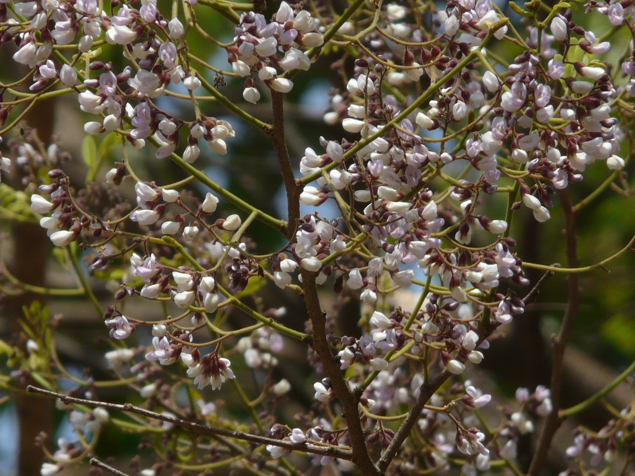 Dalbergia lanceolaria L.f.