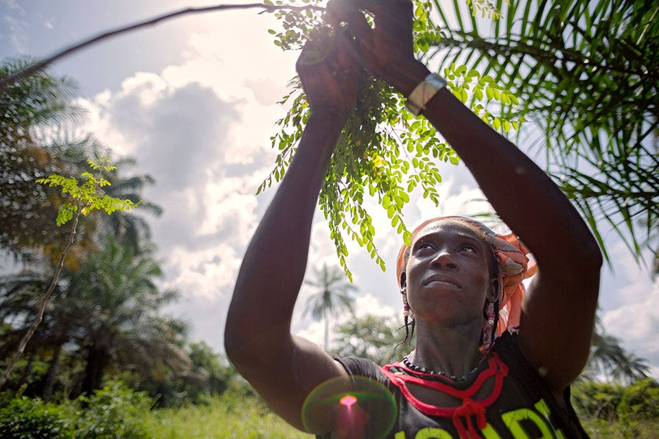 A woman in rural Guinea picks from a Moringa tree.