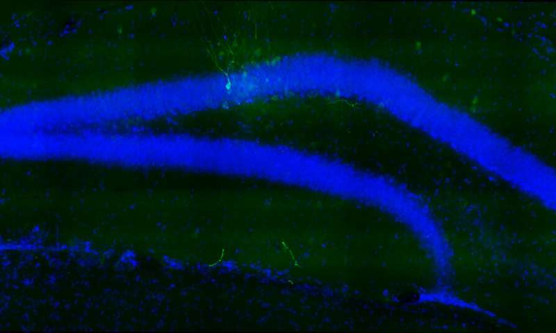 A switch telling the brain when to learn and when to remember