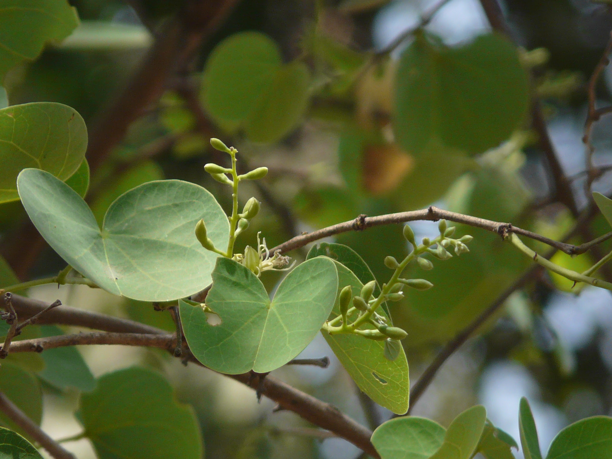 Bauhinia racemosa Lam.