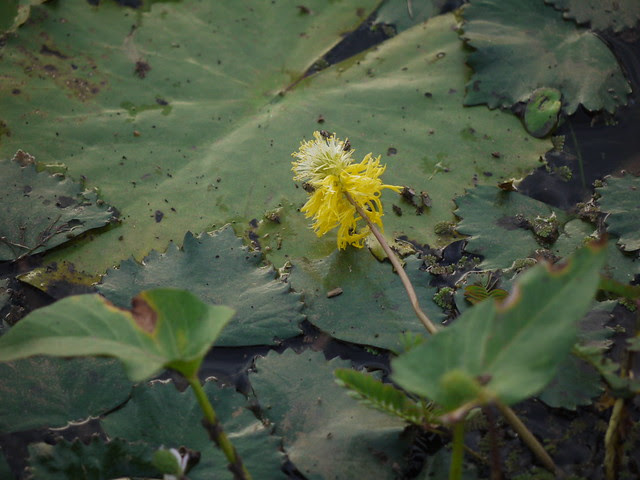 Neptunia oleracea Lour.