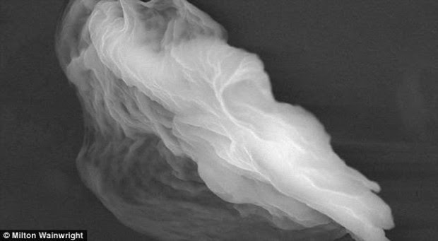 Estructuras espectrales denominadas 'partículas fantasma' o 'globos de vida' (FOTO) podrían contener extraños organismos microscópicos.