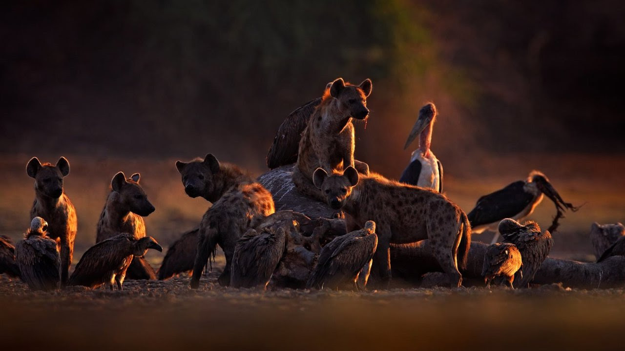 ¿Cuánto sabes sobre las hienas? 