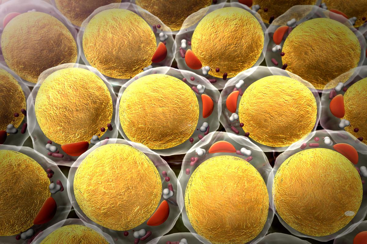 A twin study has highlighted how obesity can drive changes to the mitochondria of fat cells, resulting in a range of adverse health effects