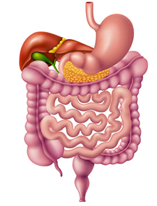 Illustration of human digestive system, including the stomach, liver, gall bladder, small intestine, and colon.