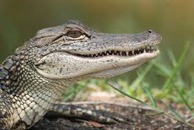 Image result for Alligator