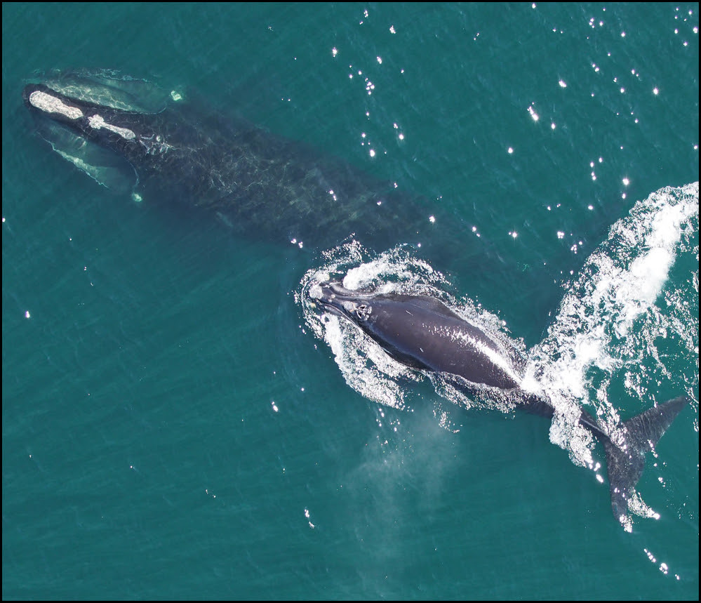 Right whales aerial view