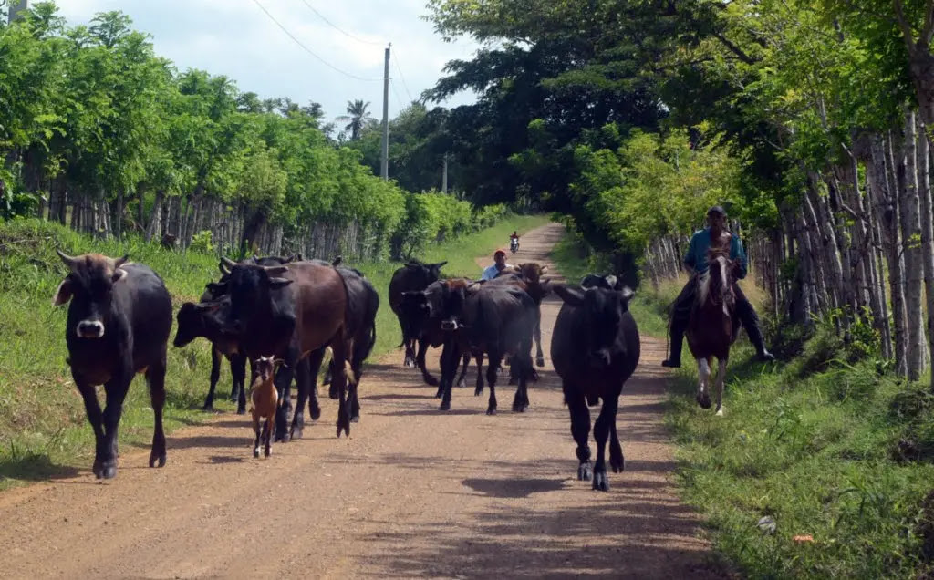 La mayor porción de tierra en Hato Mayor era dedicada a la ganadería, producción de leche y sus derivados, incluyendo las pieles. Jorge González
