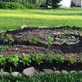 Lasagna Gardening - How to Build an Easy Vegetable Garden