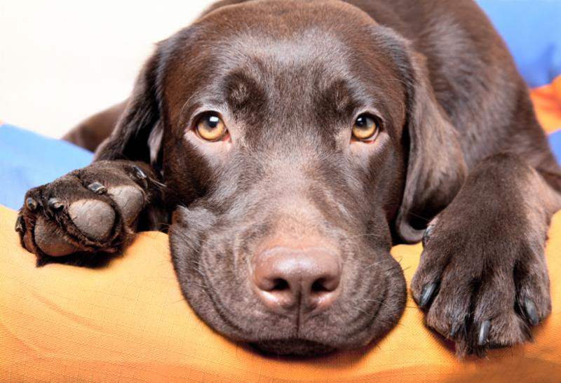 Stock Pet Photo Stock Pet Photo