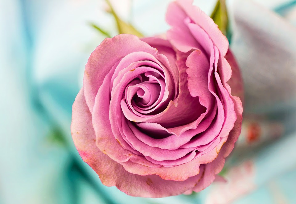 Free Rose Flower photo and picture