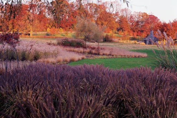 Rain Garden