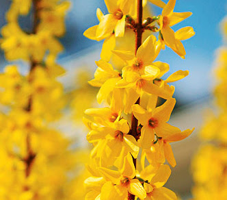 Forsythia Forsythia