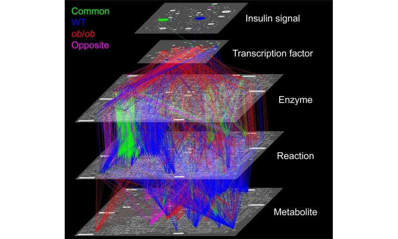 Obesity changes cell response to glucose, uses slower metabolic path in mouse liver