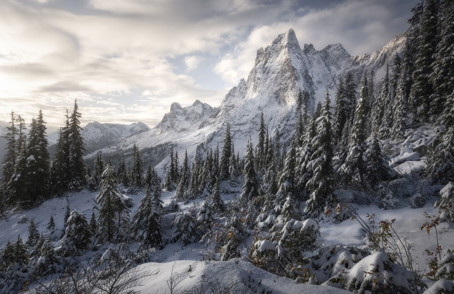 A landscape view of a snowy mountainside, with steep cliffs and tall, thin pine trees.