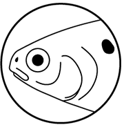 Shad