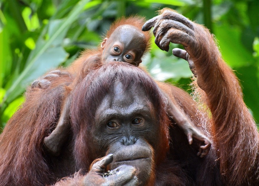 Stop conflict palm oil