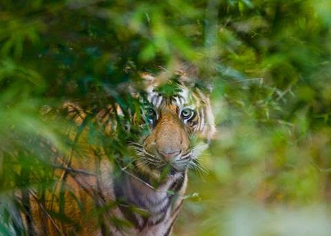 A tiger hiding among the foliage in a forest.