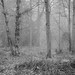 The woods, the mist….. por Time to try