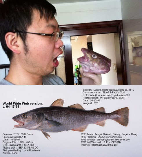 与图中的太平洋鳕鱼一样,来自鳕属的三种鳕鱼都是大头大嘴胖肚子。不过,一旦这些家伙被剥皮抽骨头出现在市场上,即使是上图中与鳕鱼进行亲切对话的本文作者@瘦驼,也未必能准确辨认出来。