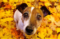 Fall-Dog face-cr