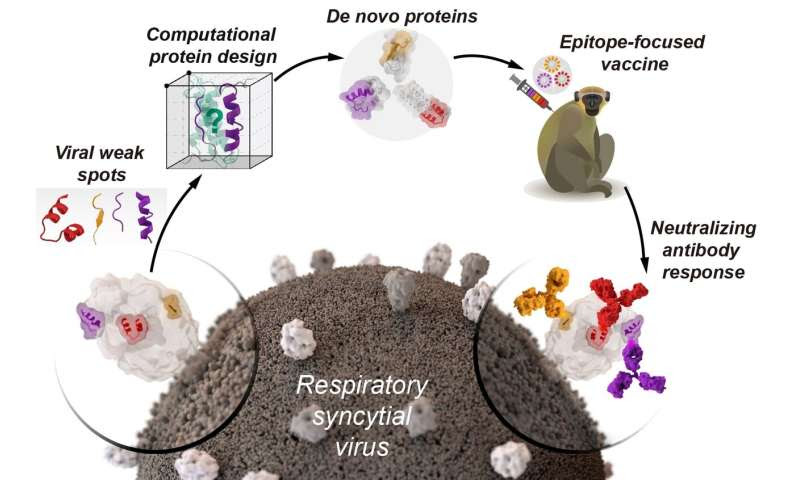 Designing vaccines from artificial proteins