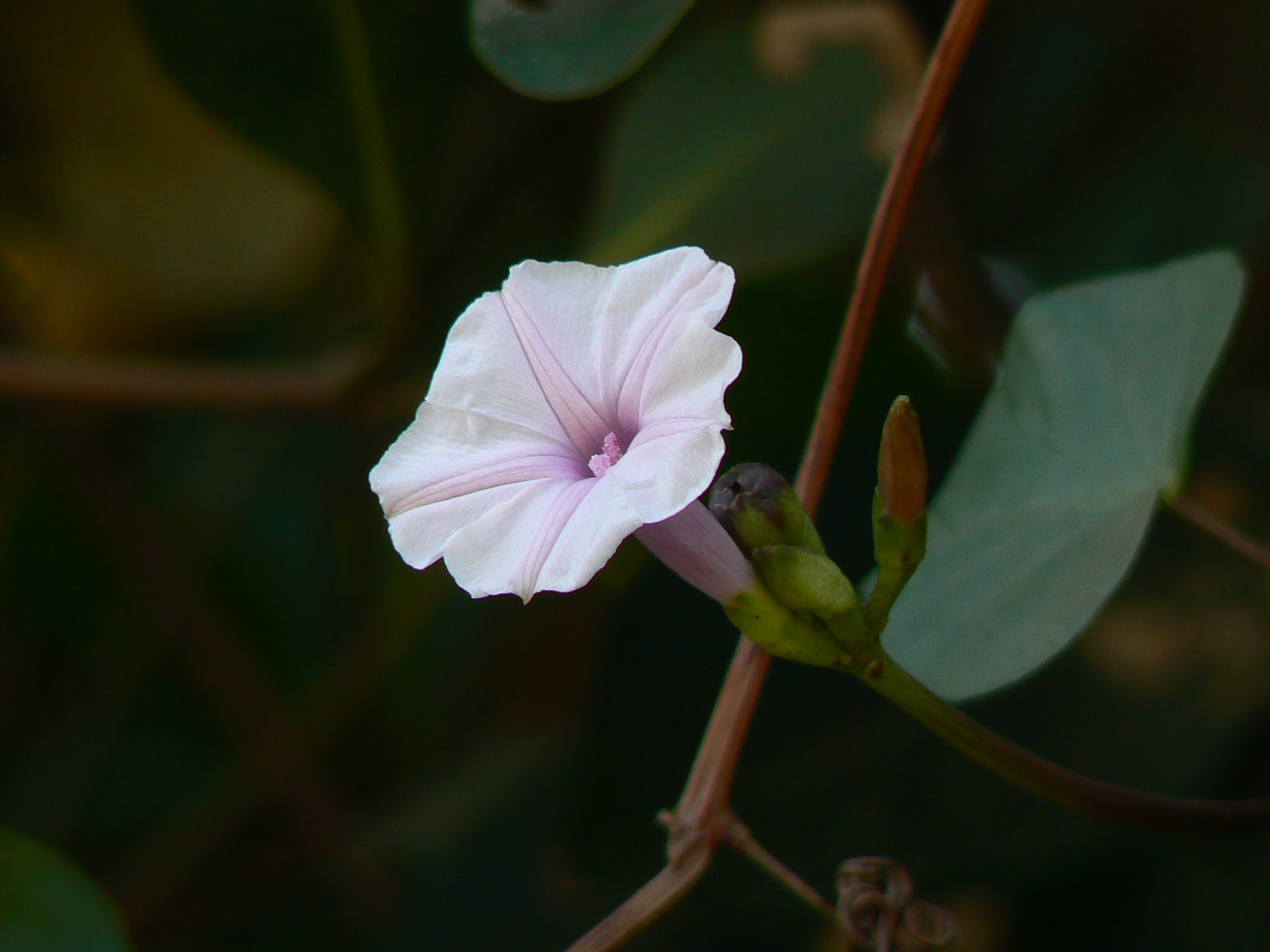 Ipomoea sagittifolia Burm.f.
