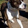 KUMA, BELLISSIMO E FIERO AMSTAFF 0