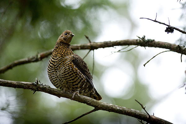 spruce grouse on a tree branch
