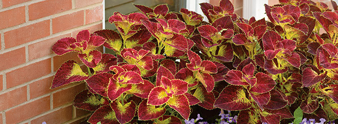 TOP-RATED PLANTS FOR EASY MAINTENANCE ColorBlaze-Dipt-in-Wine-landscape_Proven-Winners