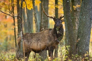 mature bull elk in the fall forest