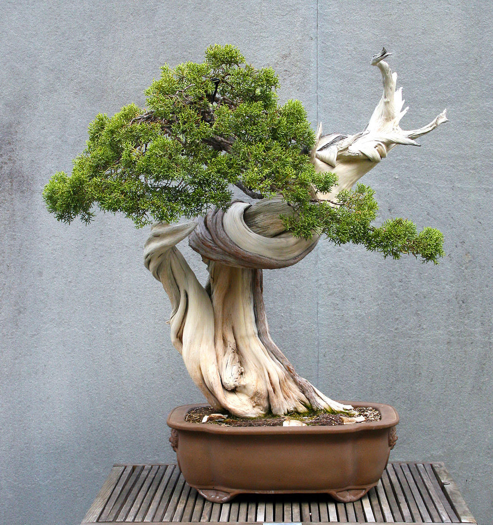 NEW Tie Pots make growing bonsai trees easier – Stone Lantern