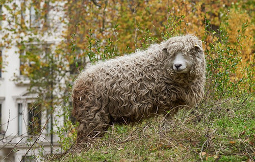 A greyface Dartmoor sheep in the Wildlife Garden