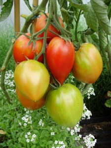Tomato 'Amish Paste' - the best for tomato sauce