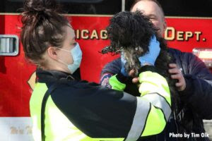 Firefighter passing a dog off during a Chicago fire