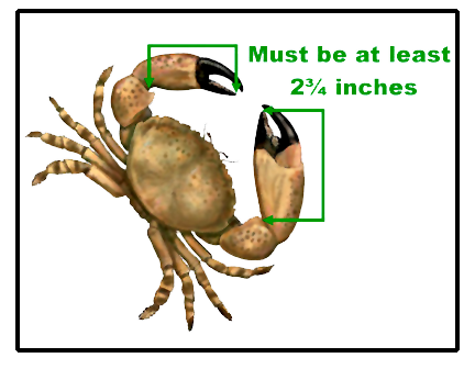 crab claws