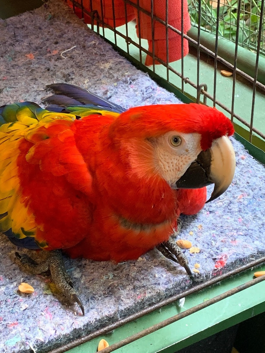 Scarlet macaw on the ground of a carrier, ruffled feathers