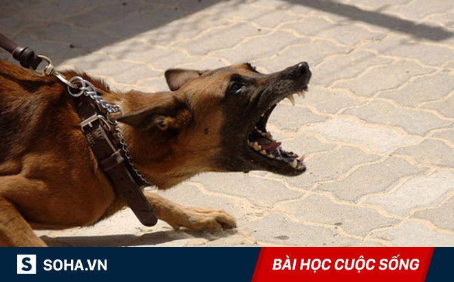 Chuyện của mãnh hổ và chó điên: Đọc và ngẫm, hầu hết chúng ta sẽ có "thu hoạch"! Chuyện của mãnh hổ và chó điên: Đọc và ngẫm, hầu hết chúng ta sẽ có "thu hoạch"!