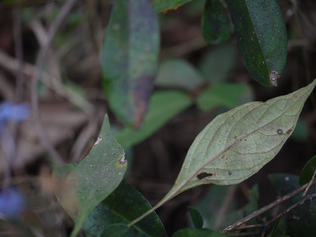 Eranthemum capense var. concanense