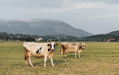 Cows in field