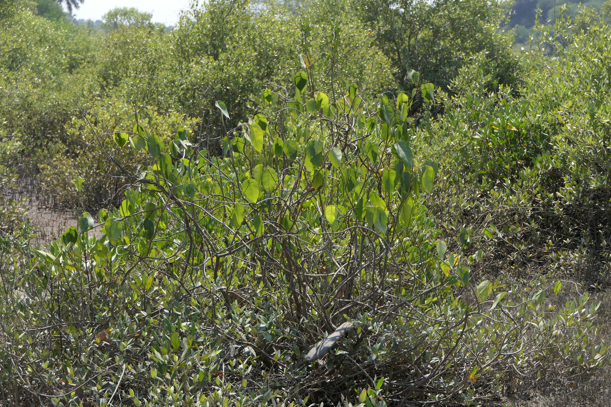 Derris trifoliata Lour.