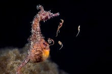 See a Male Seahorse Give Birth