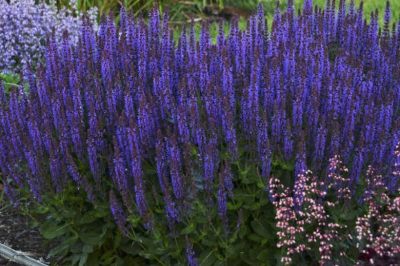 Violet Riot salvia plant