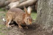 Hare a wild animal